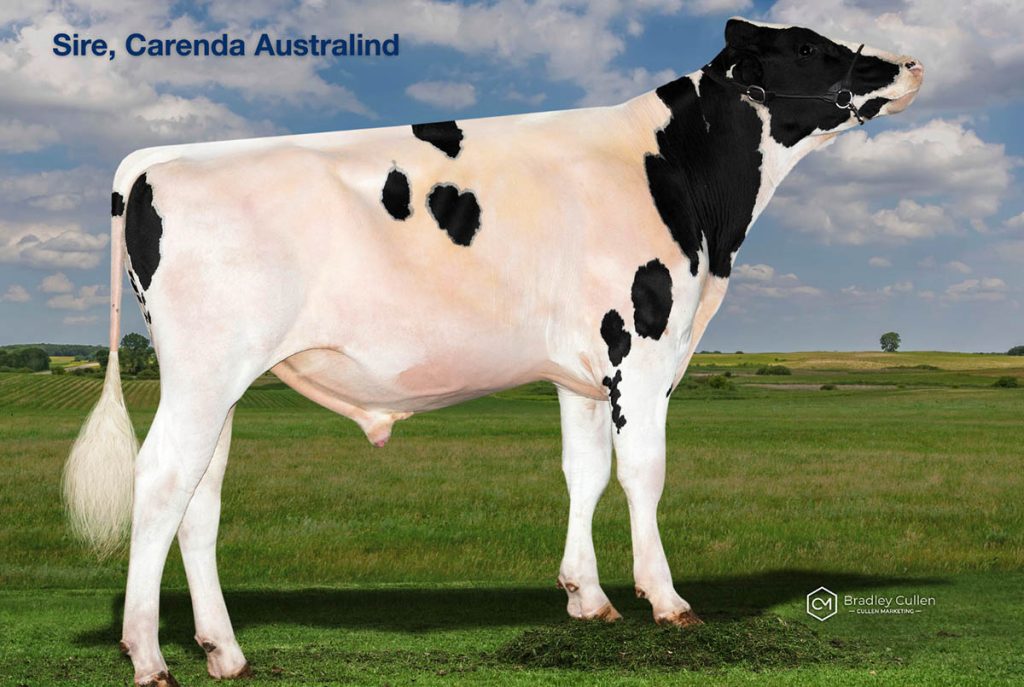 AUSTRADER - Product Image