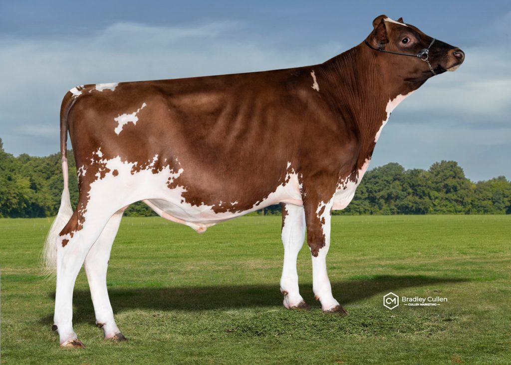 BISHOP - Product Image