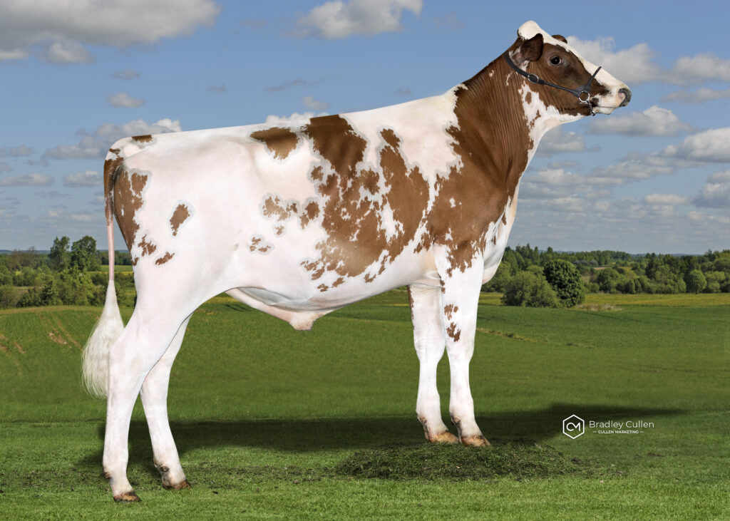 ARBLEVI - Product Image
