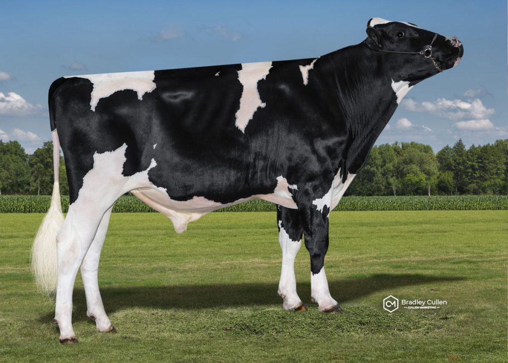AUSTEN - Product Image