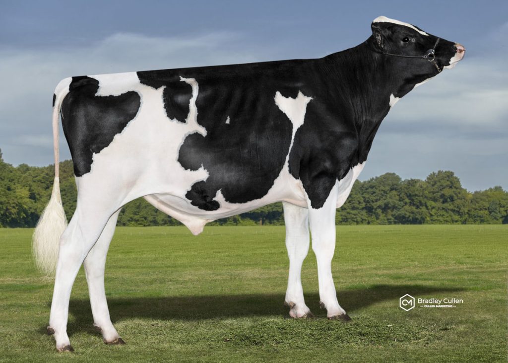 AUSTRADER - Product Image