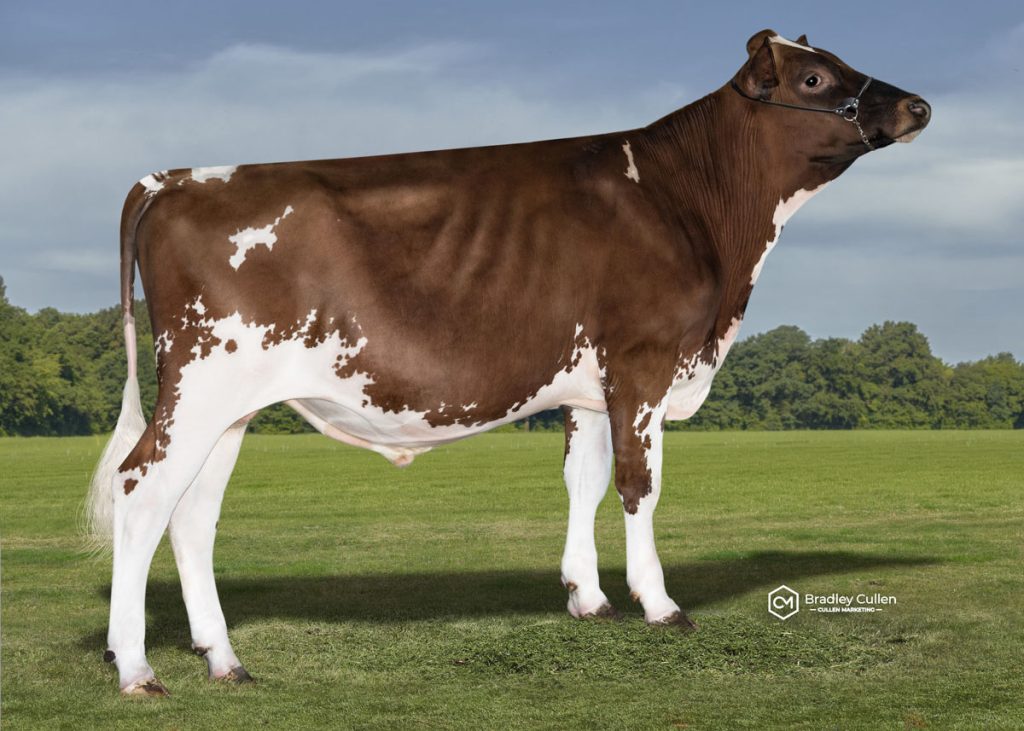 BISHOP - Product Image