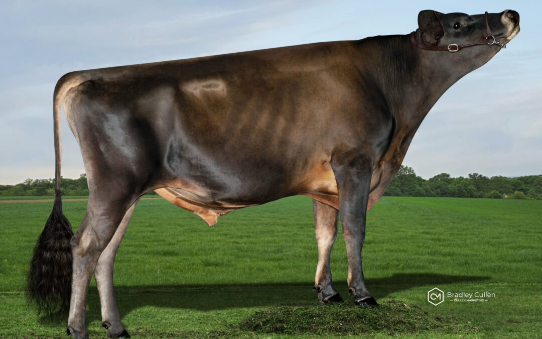 Australian Jerseys once again, give a world class performance