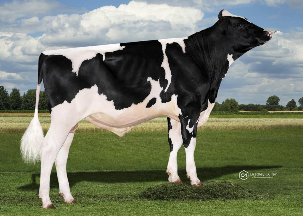 CASHOLIVER - Product Image