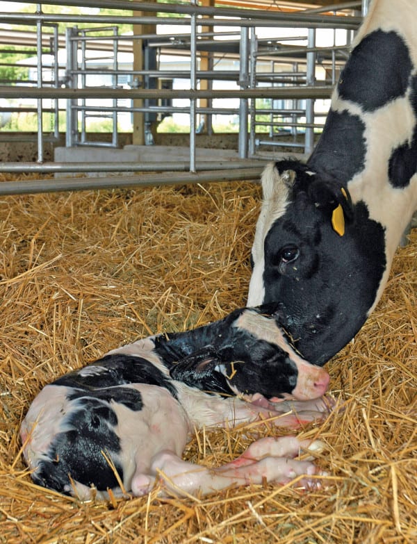 Understanding Recumbency in Holstein Calves Australia