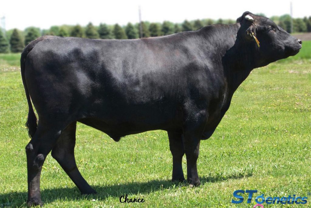 CHR Shigeshigetani 542 - Product Image