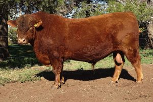 Davelle Cool Beau N51