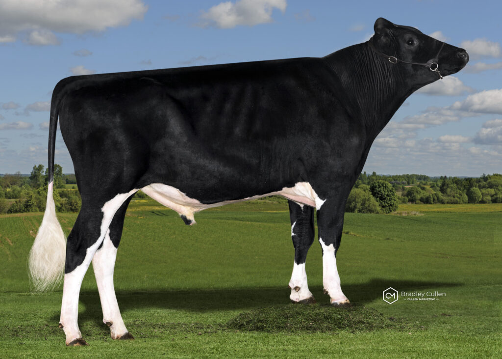 DETLEV - Product Image