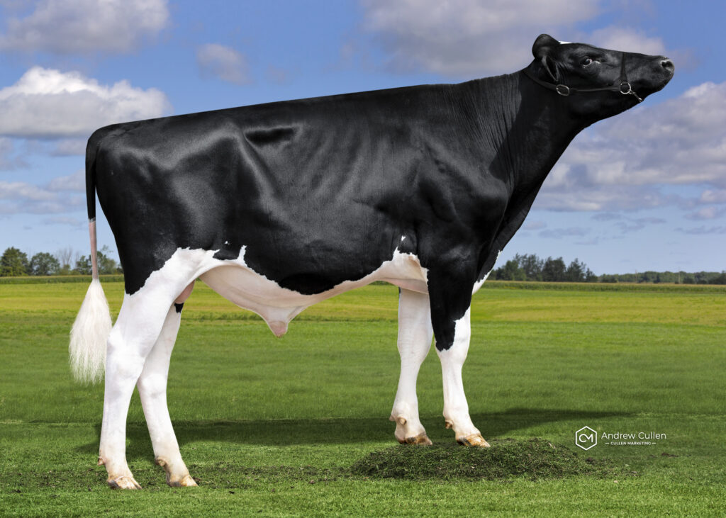EMMETT - Product Image