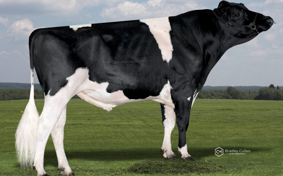 Holsteins shine in December ABVs