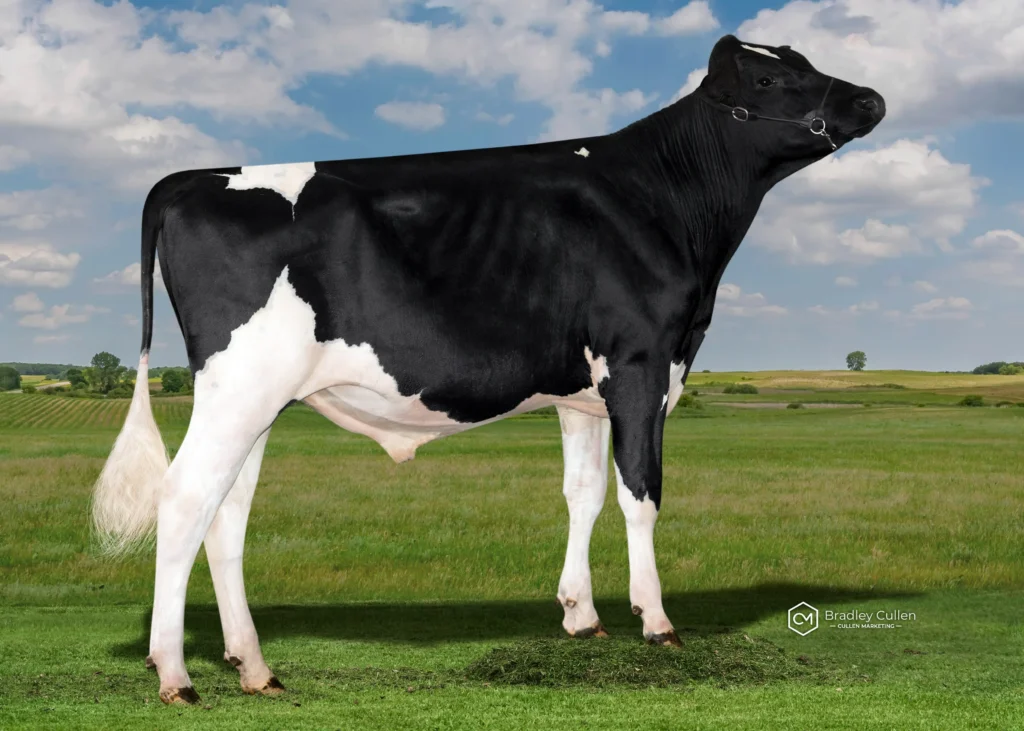 POLLGARTH - Product Image