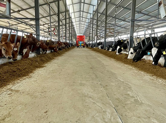 Australian Genetics Gain Momentum in Pakistan as New Shipment Departs