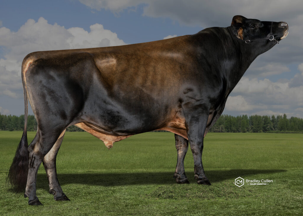 BORUNG - Product Image