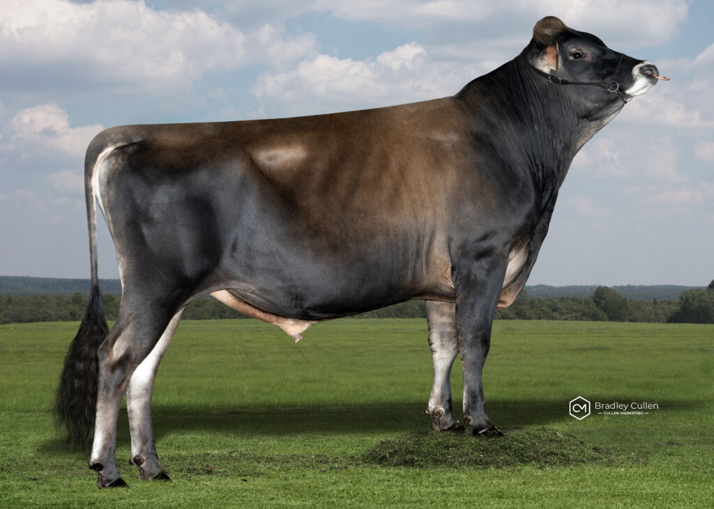 STARK - Product Image