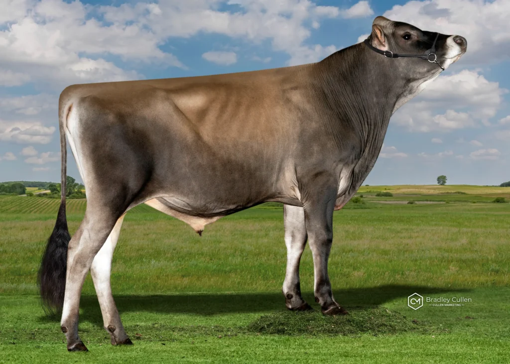 VENTURA - Product Image