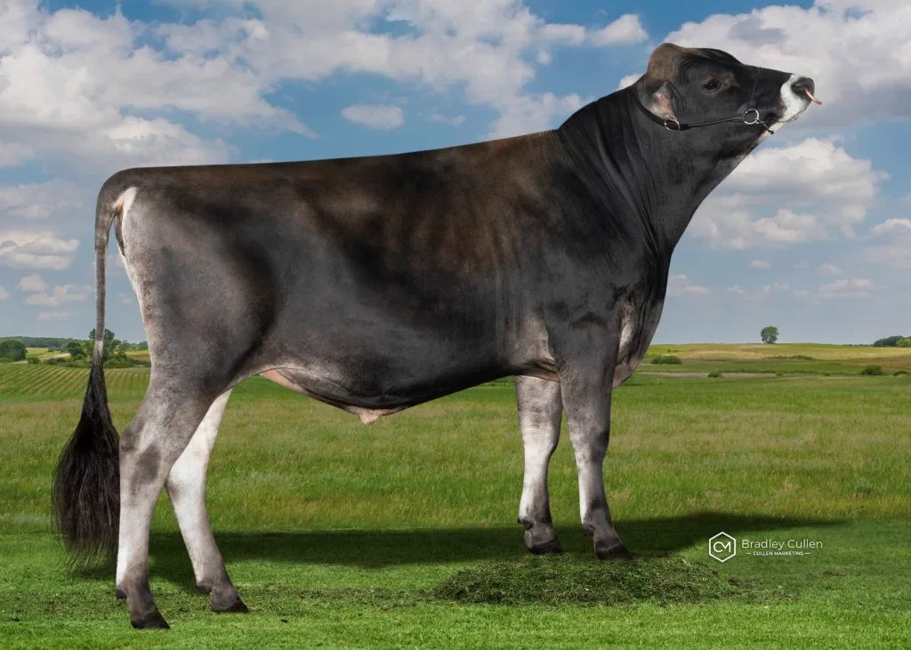 BOSAKHAN - Product Image