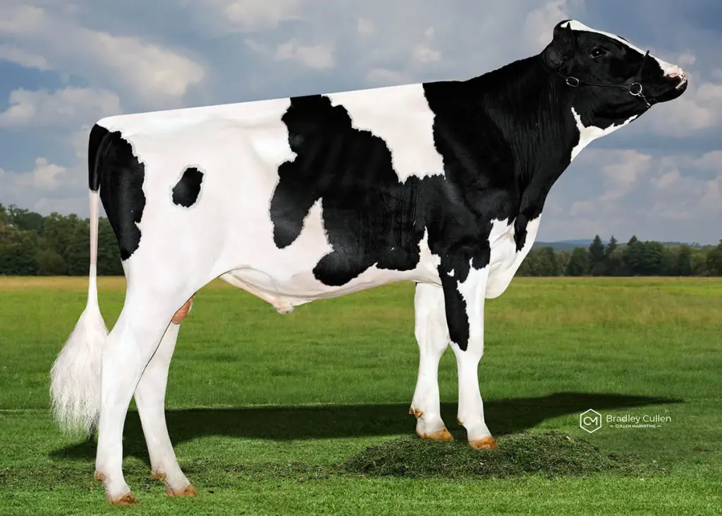 KARAT - Product Image