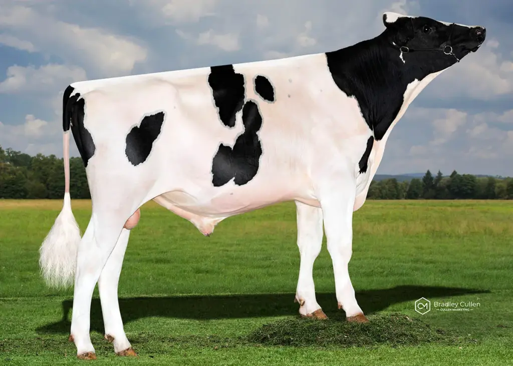 LASTIN - Product Image