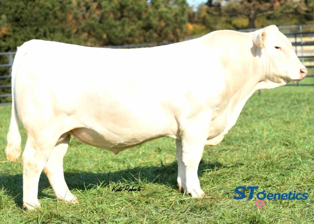 LT LEDGER 9603 PLD (P) - Product Image