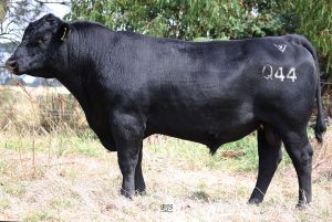 Lawsons Miraculous Q44