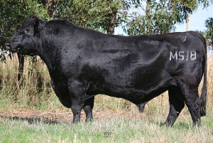 Lawsons Momentous M518