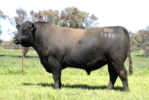 Millah Murrah Tiny Dancer T438