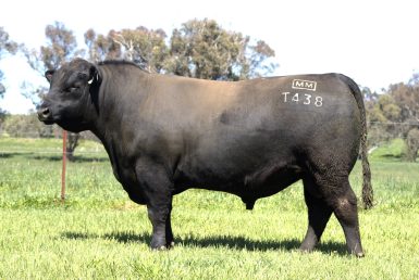 Millah Murrah Tiny Dancer T438