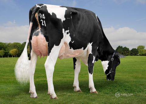 April 2020 – ABV Sire Summary
