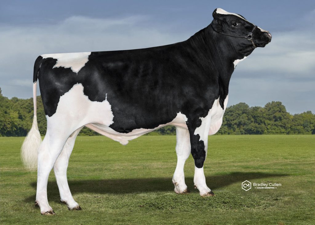 OLIVERTWIST - Product Image
