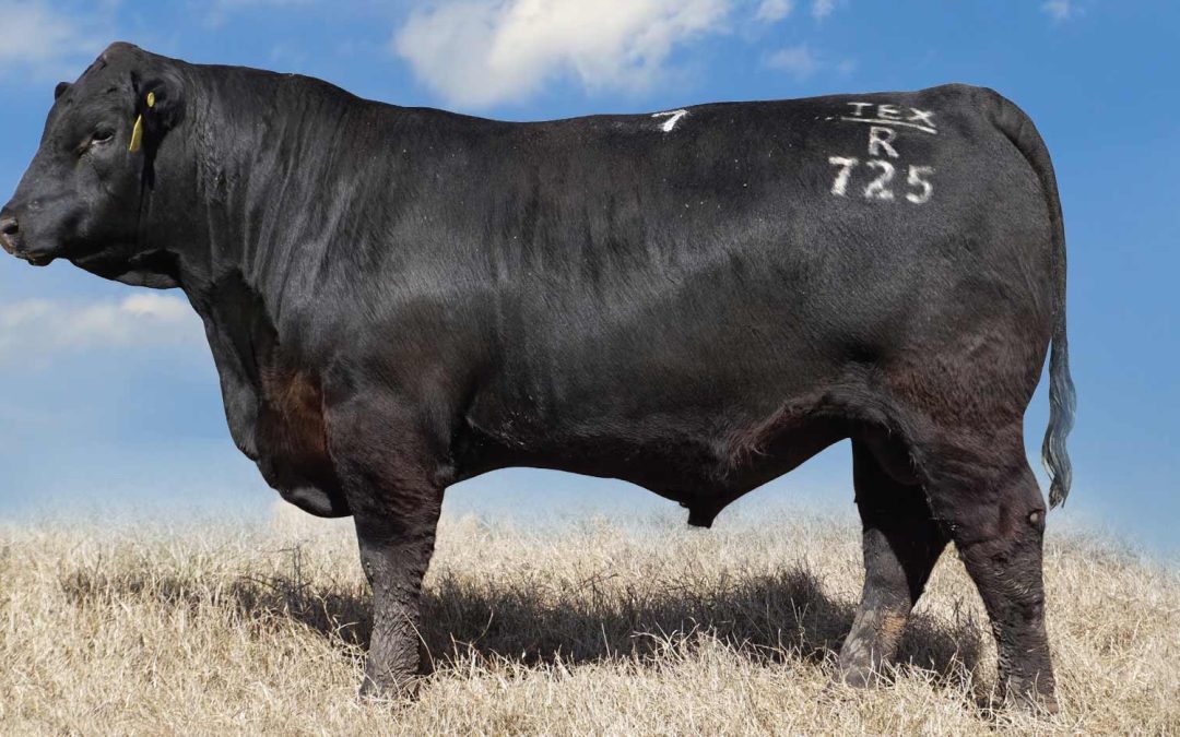 One of the worlds best Angus bulls now available in Europe and the UK