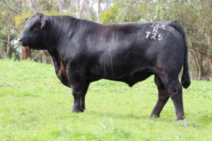 Texas Iceman R725