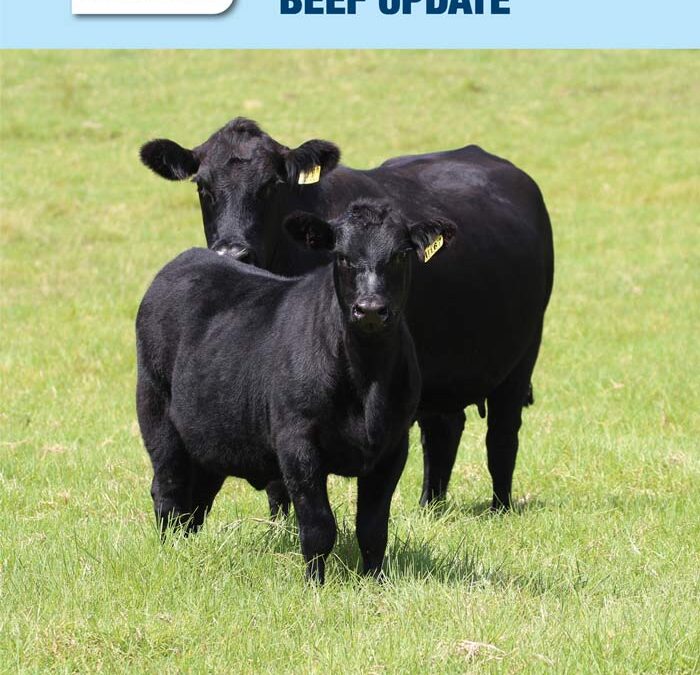 2024 Beef Autumn Update Out Now!