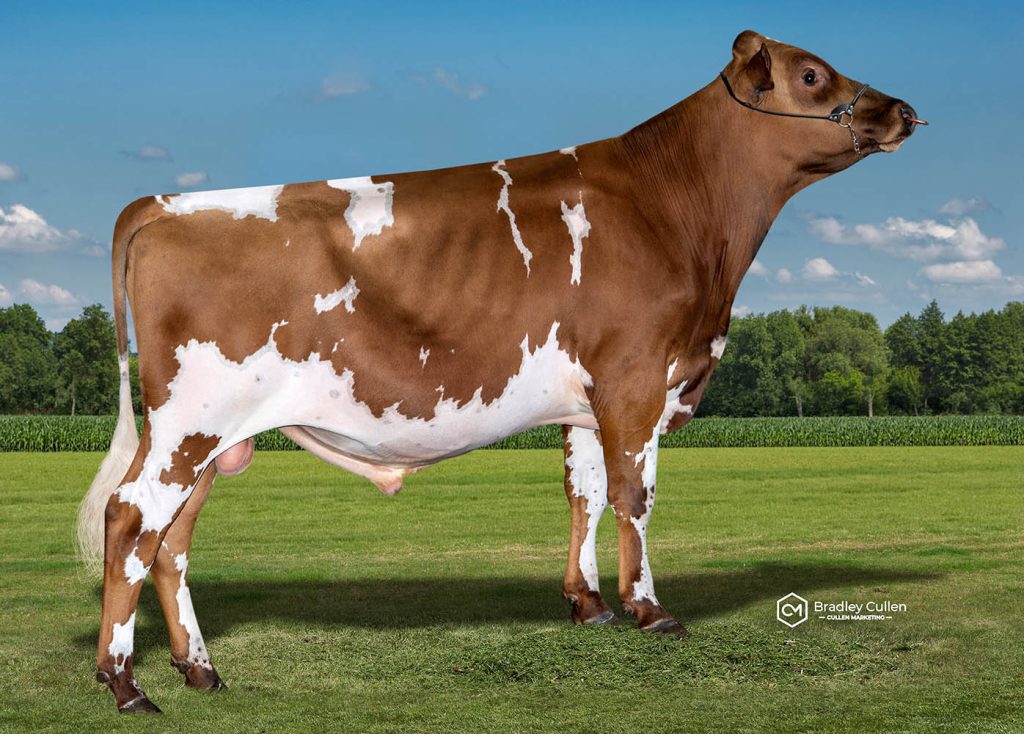 Padington - Product Image