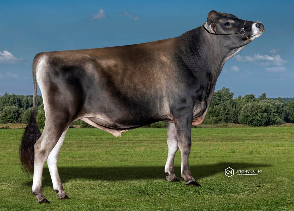TULLYP - Product Image