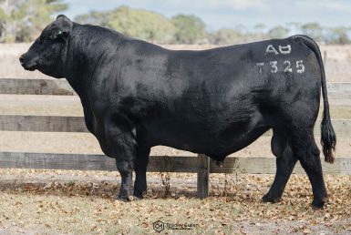 Allendale True Blue T325