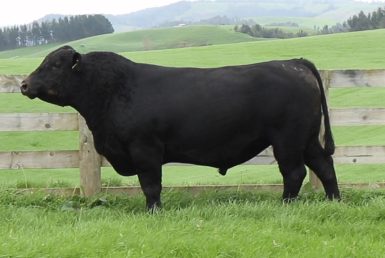 Storth Oaks Saviour S104