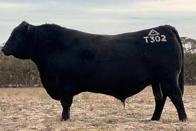 Ben Nevis Tribune T302