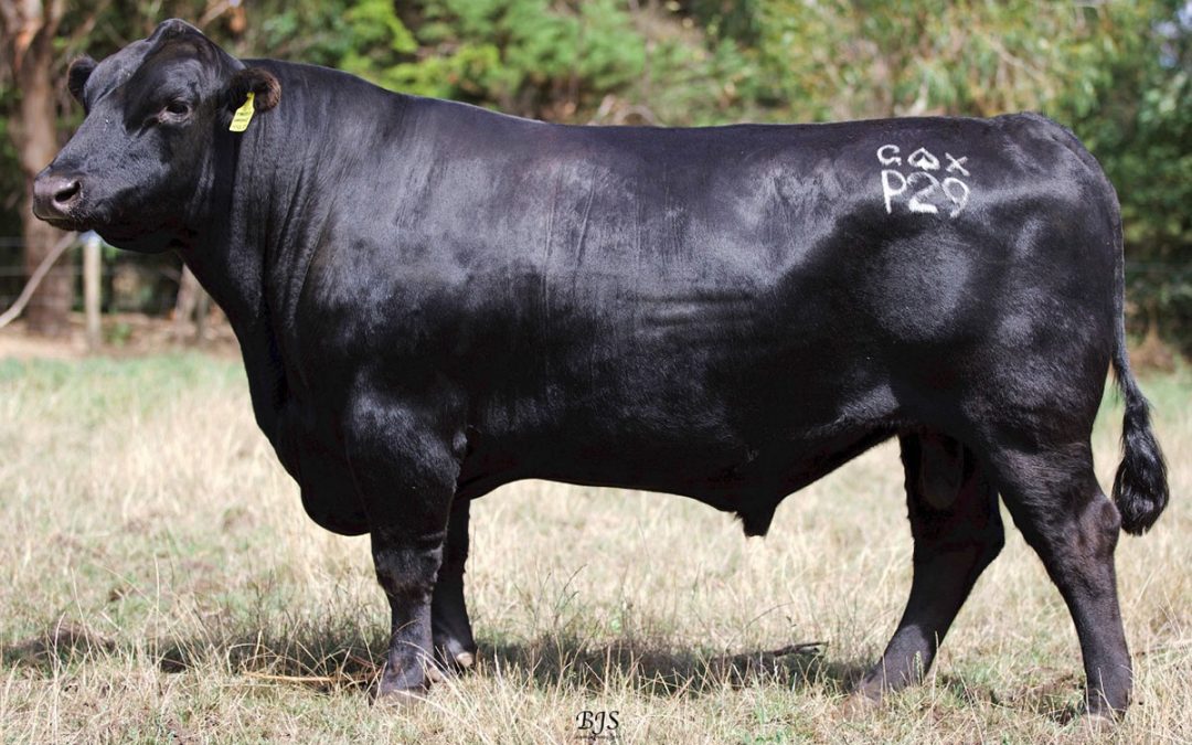 Warrawee Patrol P29 impresses in Ireland