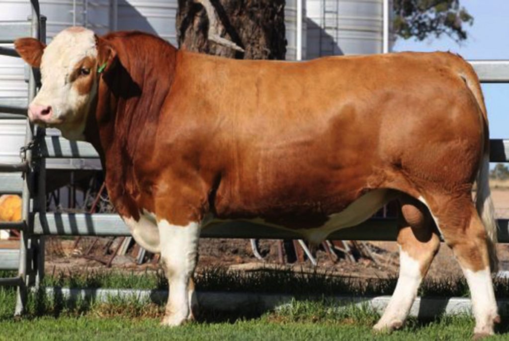 Willandra Jerry - Product Image