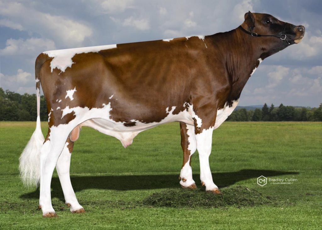ARBFRIZELL - Product Image