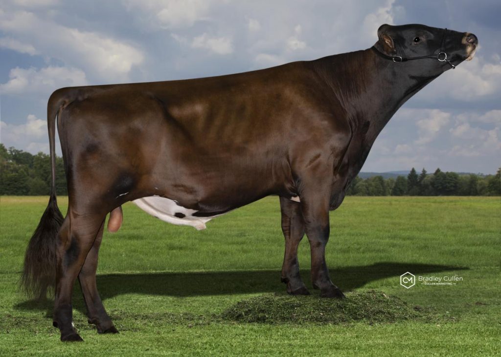 ARBNATHAN - Product Image