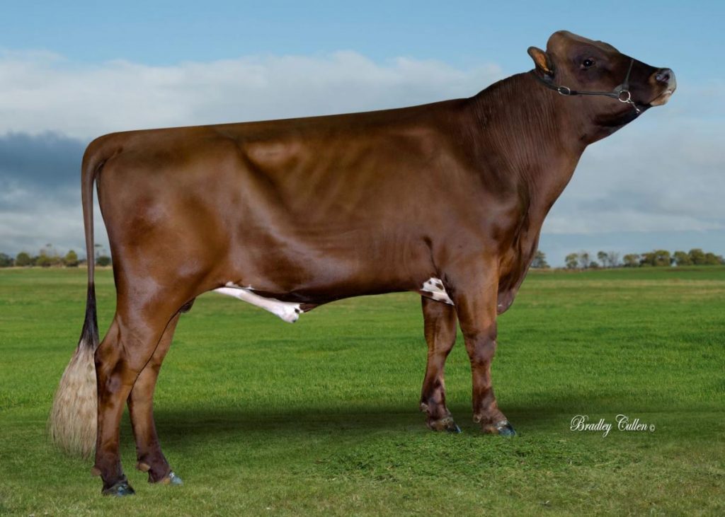 ARBPONGA - Product Image