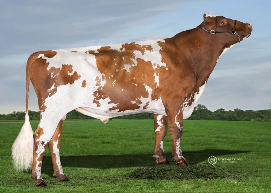ARBPRIMESTAD P - Product Image