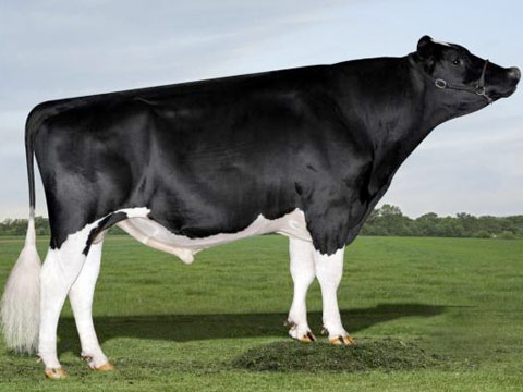 Holsteins
