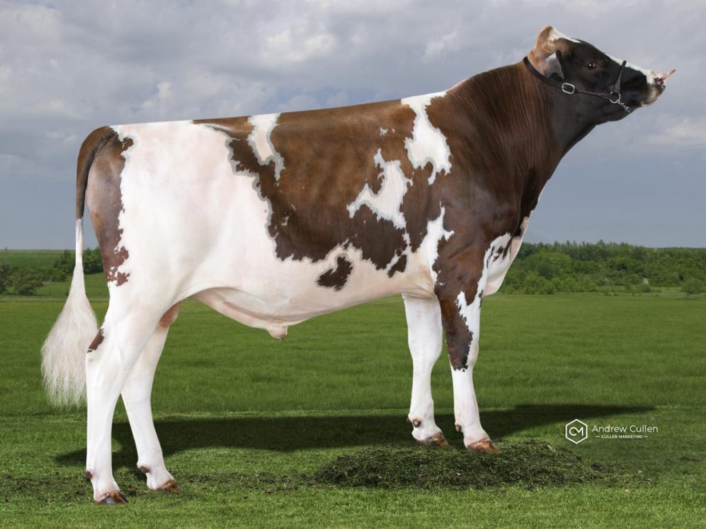 ARBBLITZON - Product Image