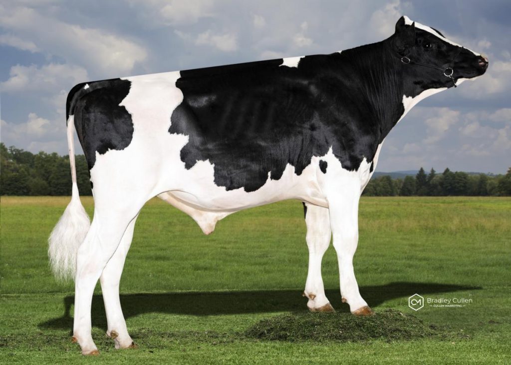 DOMINATION - Product Image