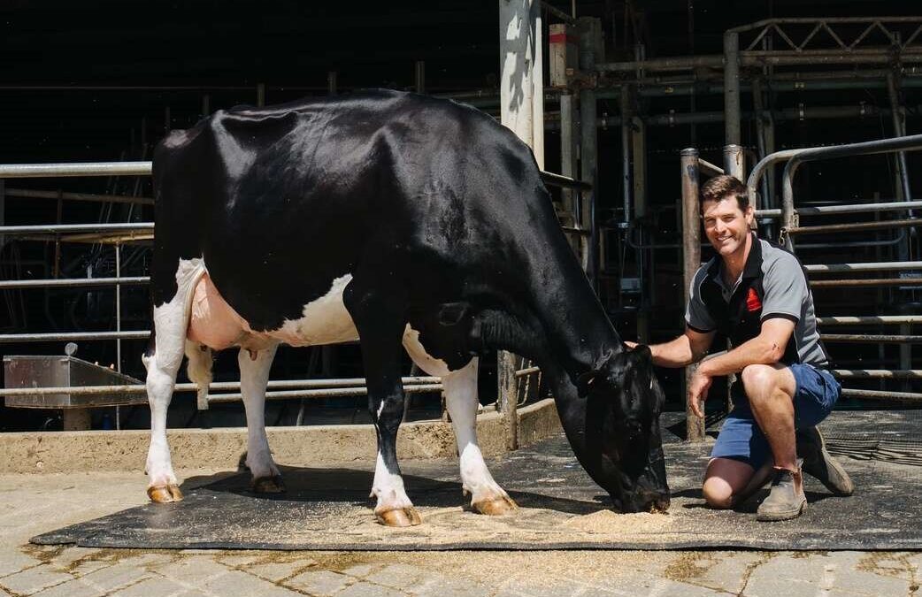 Powerhouse MAEBULL retires after breeding more than 4500 milking daughters
