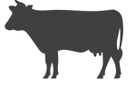 Dairy Sires