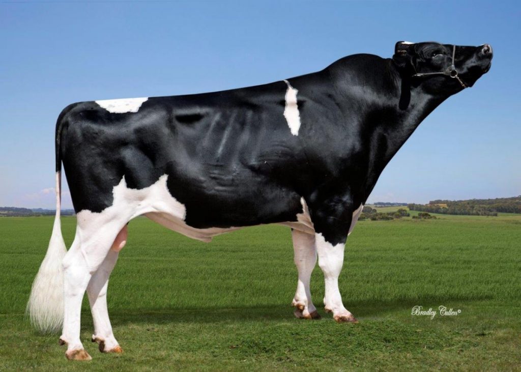 MAEBULL - Product Image
