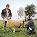 Pregnancy Scanner – Sheep/Goats – HK Rheintechnik Ultrasound Scanner - Image 3